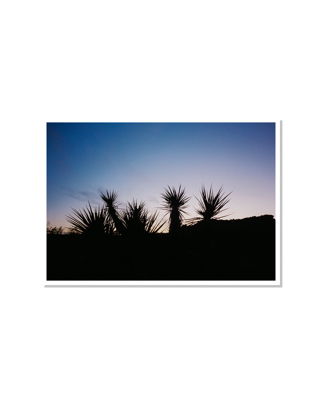 Desert Silhouette