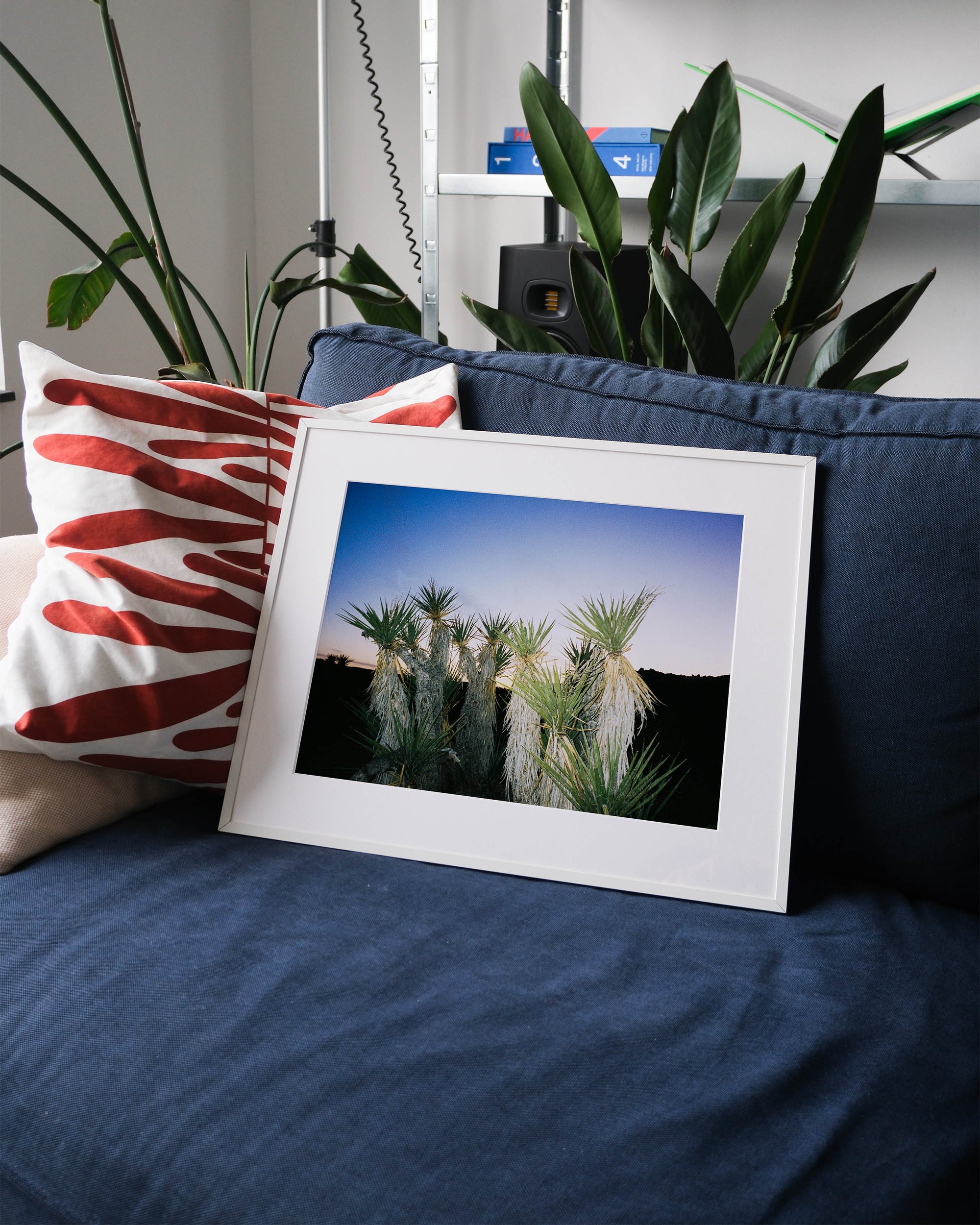 Framed analog photo print on Fujifilm paper featuring Yucca brevifolias in Joshua Tree at sunset, with the sky fading into twilight and the landscape transitioning to dusk, displayed on a blue couch with a minimalist interior setting.