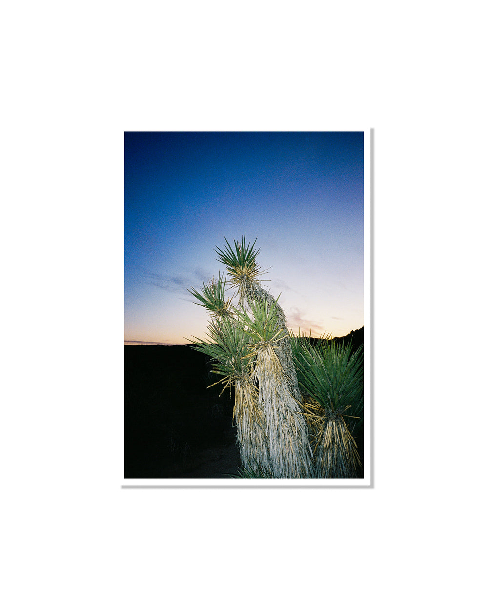 Yucca Brevifolia