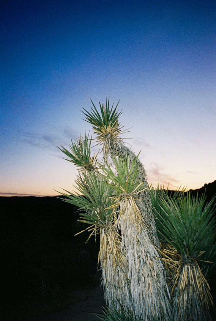 Analog photo print on Fujifilm paper featuring Yucca brevifolias in Joshua Tree at sunset, with the sky fading into twilight and the landscape transitioning to dusk.