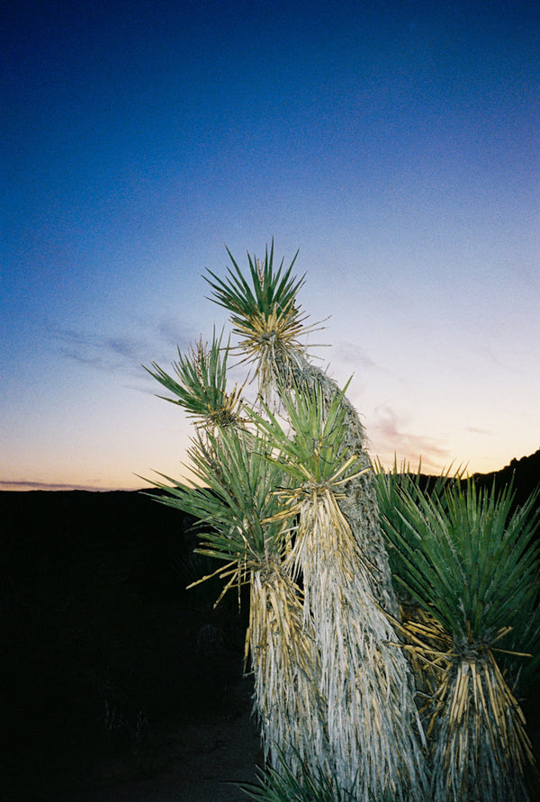 Analog photo print on Fujifilm paper featuring Yucca brevifolias in Joshua Tree at sunset, with the sky fading into twilight and the landscape transitioning to dusk.