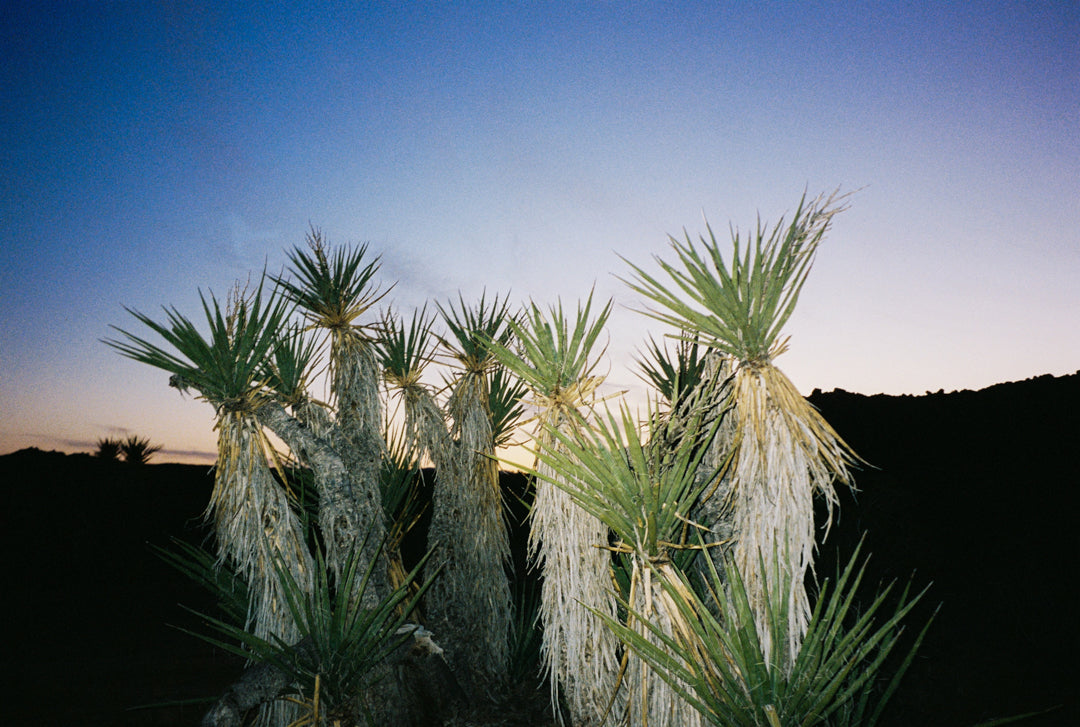 Analog photo print on Fujifilm paper featuring Yucca brevifolias in Joshua Tree at dusk, with the last light of sunset fading and the landscape growing darker.