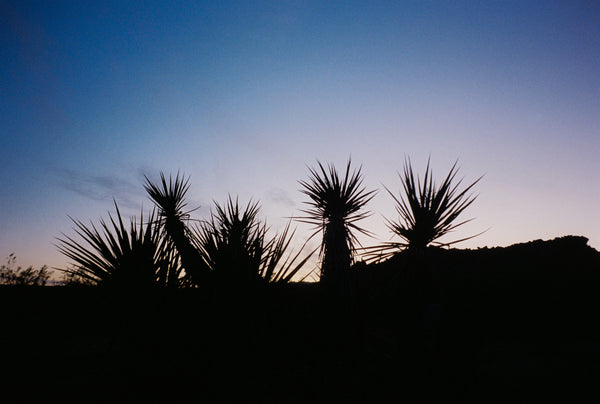 Analog photo print on Fujifilm paper featuring the silhouettes of Yucca brevifolias in Joshua Tree at sunset, as the sky fades to dusk and the landscape transitions into the night.