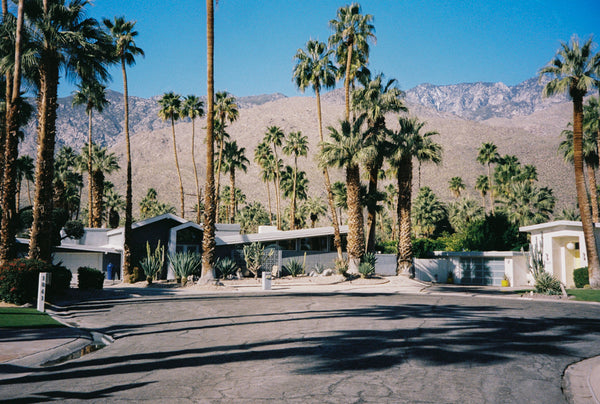 Analog photo print on Fujifilm paper featuring a road with midcentury modern homes in Palm Springs, framed by tall palm trees under a bright, sunlit sky.